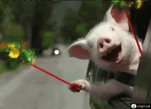 piggy.gif