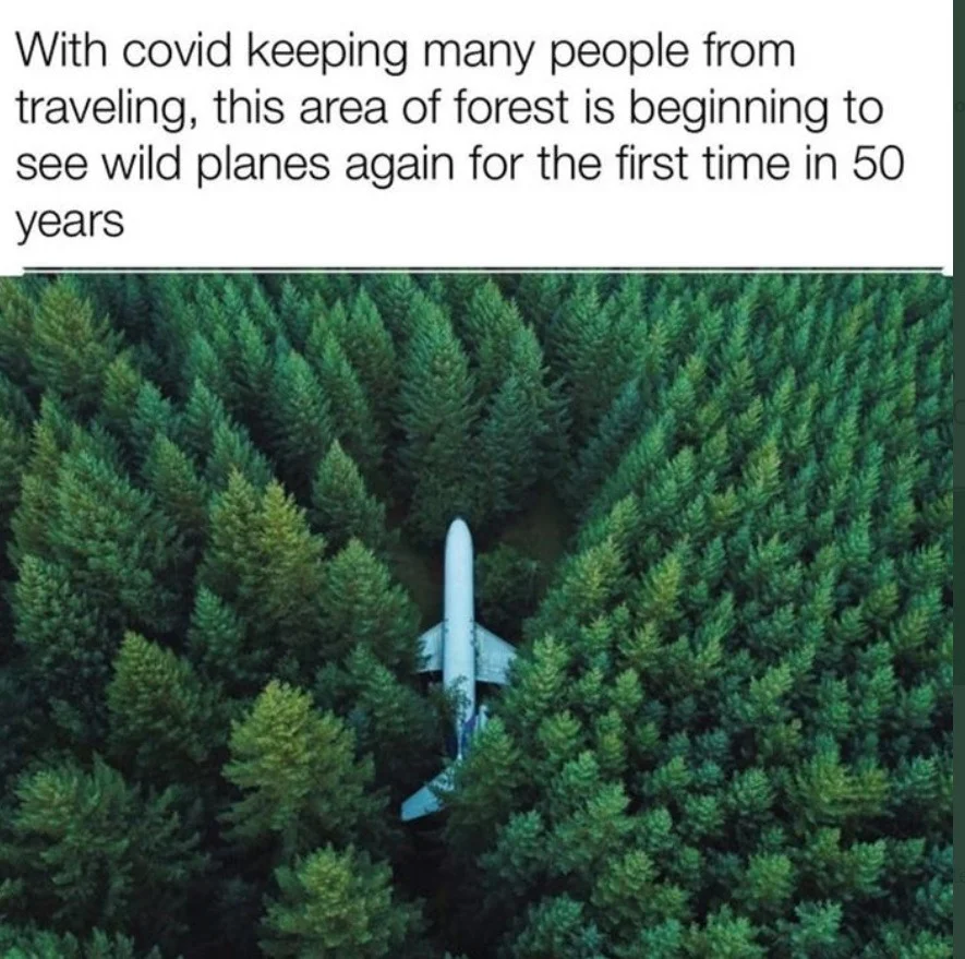plane stupid.webp