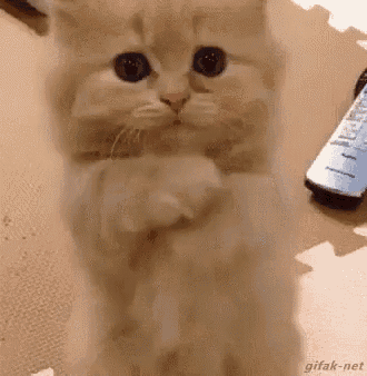 please and thank you kitty.gif