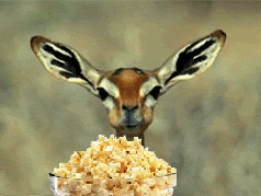 popcorn.dear.gif