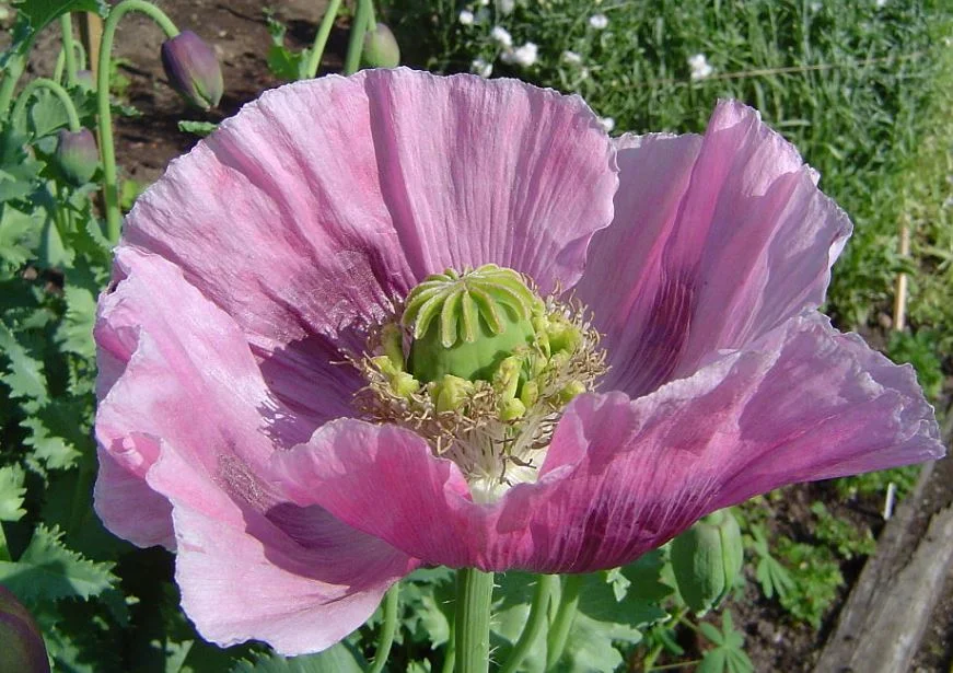poppy.webp