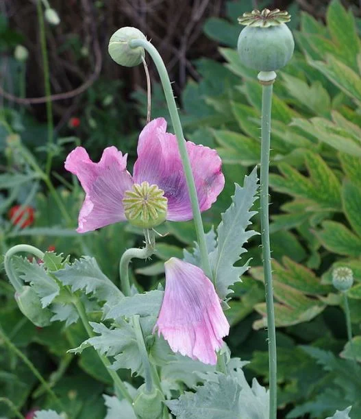 poppy.webp