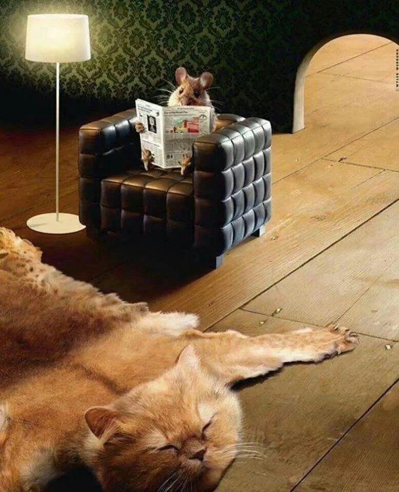 rug.webp