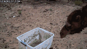 sca.gif