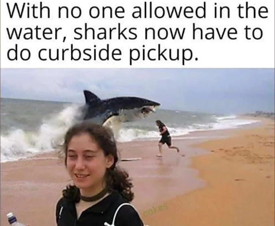 shark.webp