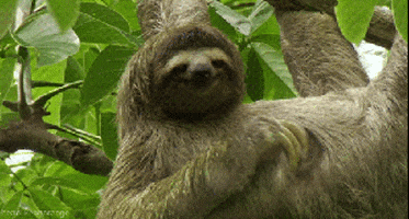 sloth.gif