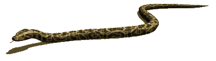 sna.gif