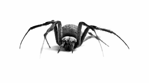Spider1.gif