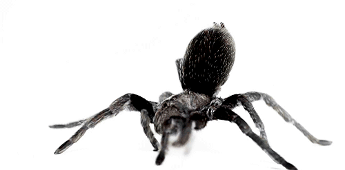 spider2.gif