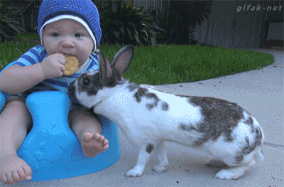 steal.gif