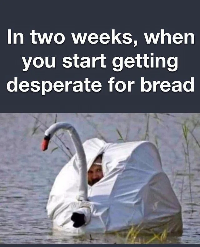 swan.webp