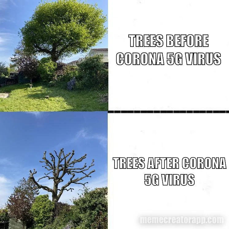 treesy.webp