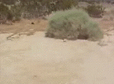 tumble.gif