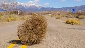 tumbleweed.webp