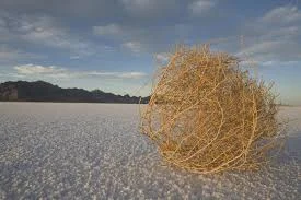 tumbleweed.webp