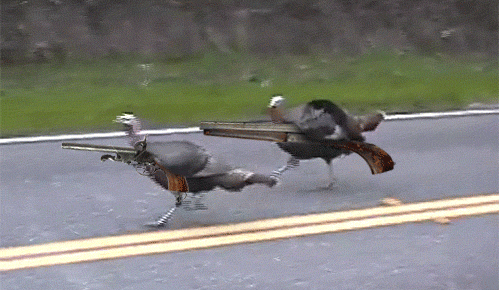 turk1.gif