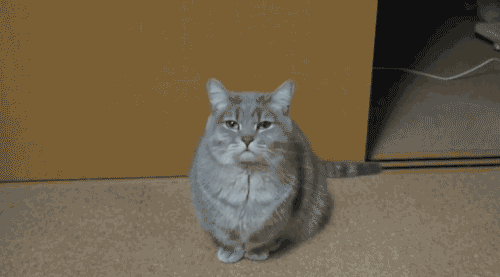 ?u=https%3A%2F%2Fmedia.giphy.com%2Fmedia%2FIZKuUgbb8g0Yo%2Fgiphy.gif