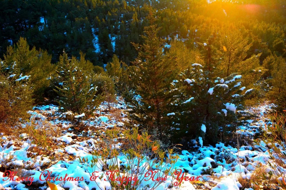 upload_2018-12-22_6-31-8.webp