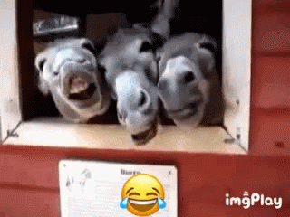 vv.gif
