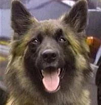 Wellard_dog.webp