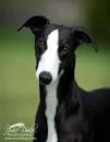 whippet.webp
