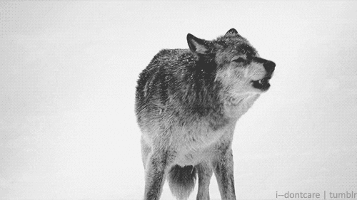 wolf.gif