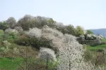 backyard.webp