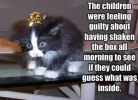 kitteninabox.webp