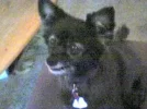 dixie123.webp