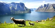aurland2_giga_1211454271.webp