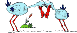 birdfight.gif