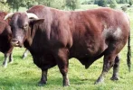 bull.webp
