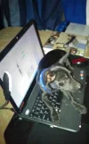 Doggy.webp Doggy.webp