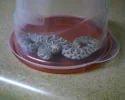 sidewinder.webp