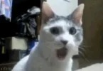 1269259657_omg_cat.webp