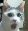 omg_cat_by_jakemccloud-d32posz.webp