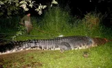 croc.webp croc.webp