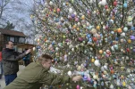 tree.webp