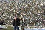 tree2.webp