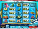 Dolphin.webp