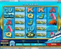 dolphin1.webp