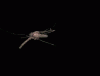 jijij.gif