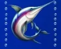 fish.webp