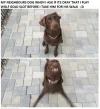 neighbourdog.webp