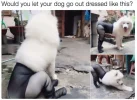 DRESSDOG.webp
