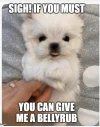 tuesdaymeme2.webp