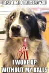 This-Dog-That-Has-Trust-Issues047736221480855848.webp