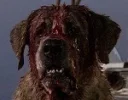 rabid.webp