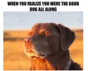 gdo.webp
