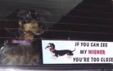 wiener.webp